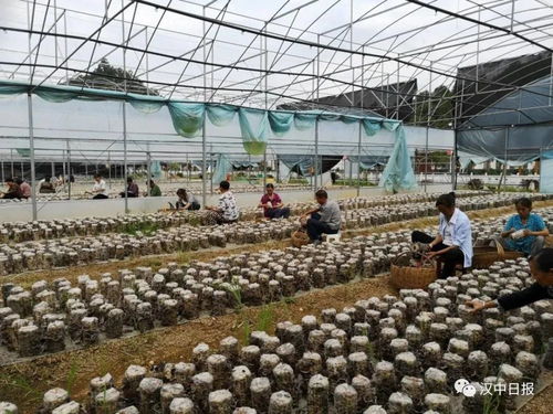 他跟自己孩子一樣親——農副產品的深情守護