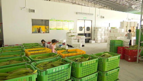 全力推進粵港澳大灣區肇慶懷集綠色農副產品集散基地建設